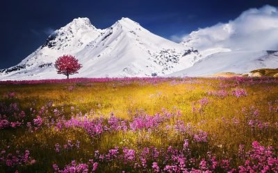 mountains, alps, meadow-757731.jpg